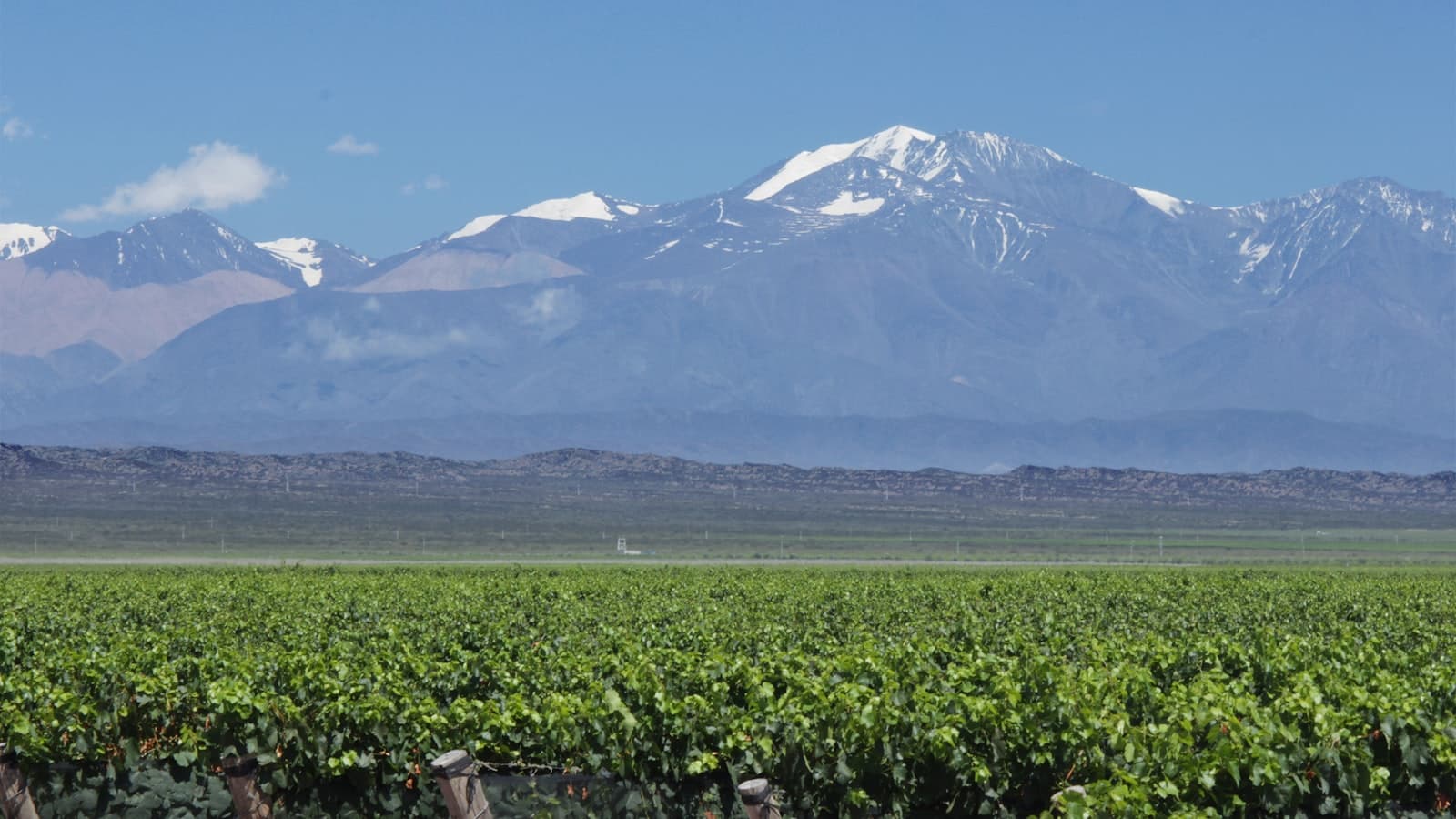 Bodega boutique · Luján de Cuyo, Mendoza — imagen principal